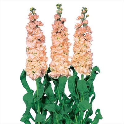 ストック アイアン アプリコット