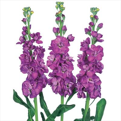 ストック アイアン ブルー