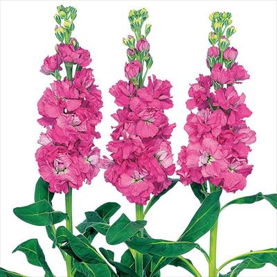 ストック アイアン ローズピンク