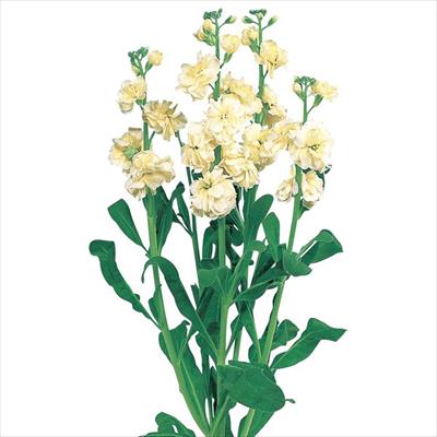 ストック カルテット イエロー2