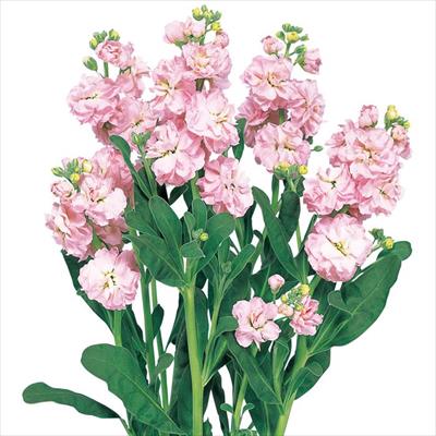 ストック カルテット クールピンク