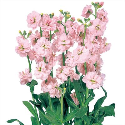 ストック カルテット チェリー