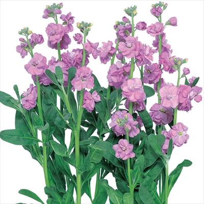 ストック カルテット ラベンダー