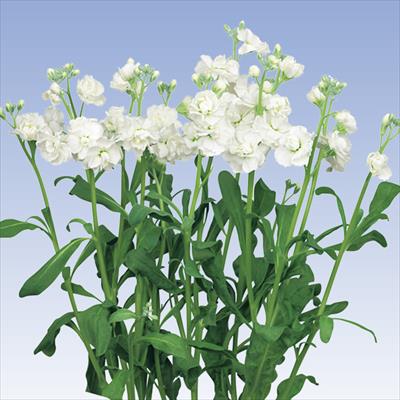 ストック ハイカルテット ホワイト