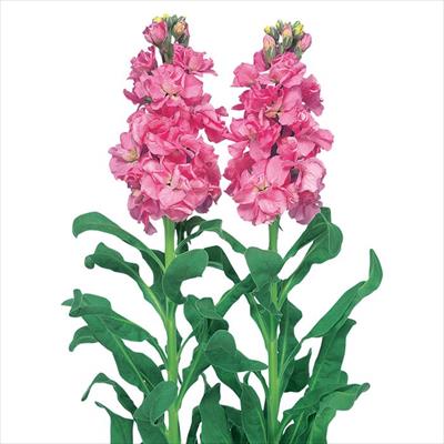 ストック アイアン ディープピンク