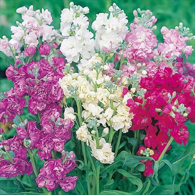 ストック カルテット ミックス