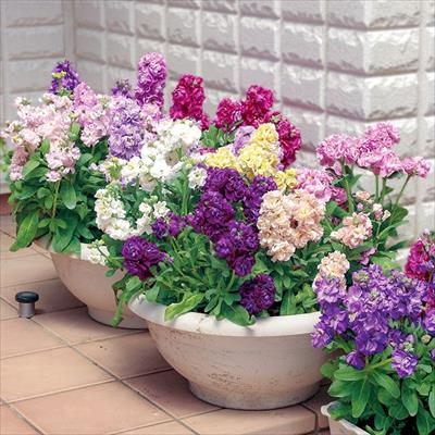 ストック ベイビー ミックス 種 タネ 球根 苗の通販はサカタのタネ オンラインショップ