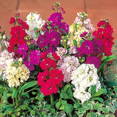 ストック マイム ミックス