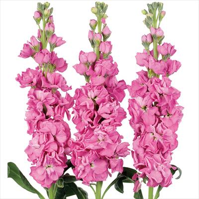 ストック アーリーアイアン(R) ローズピンク