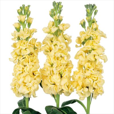 ストック アーリーアイアン(R) ディープイエロー