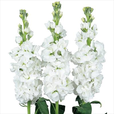 ストック アーリーアイアン(R) ホワイト