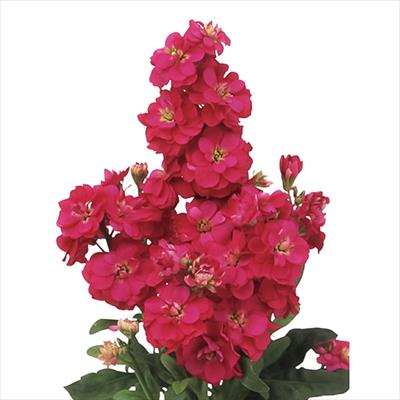 ストック マイム ローズ