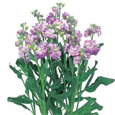 ストック カルテット マリンフラッシュ