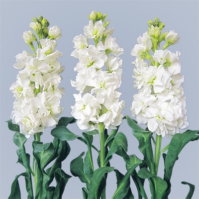 ストック アーリーアロー ホワイト2