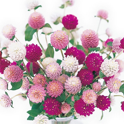 センニチコウ 切り花用 混合