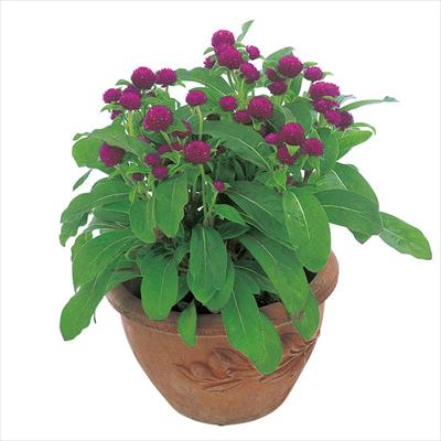 センニチコウ バディー レッド