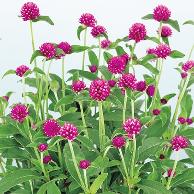 センニチコウ ミラーボール パープル