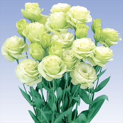 マイクロアスター ステラ レッド 種 タネ 球根 苗の通販はサカタのタネ オンラインショップ