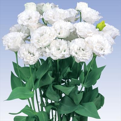 トルコギキョウ 冬のマリア