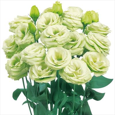 トルコギキョウ ロジーナ(R) （3型）グリーン