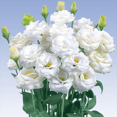 草花の種 並び順 価格が高い順 8 17ページ 種 タネ 球根 苗の通販はサカタのタネ オンラインショップ