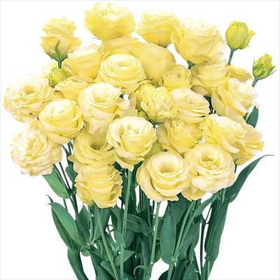 トルコギキョウ ロジーナ(R) イエロー（ver.2）