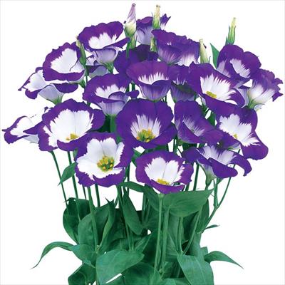 トルコギキョウ ひこ星