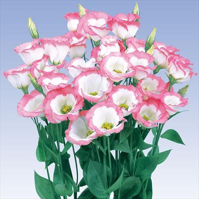 トルコギキョウ おり姫（ver.2）