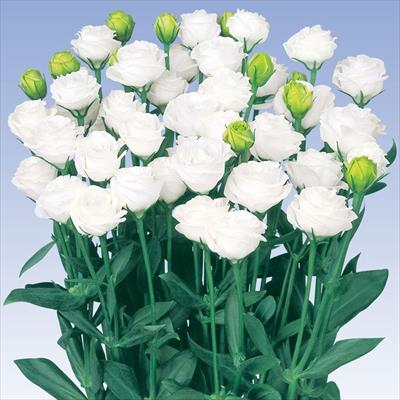 トルコギキョウ フルフル(R) ホワイト