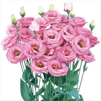 トルコギキョウ ロジーナ(R) ピンク