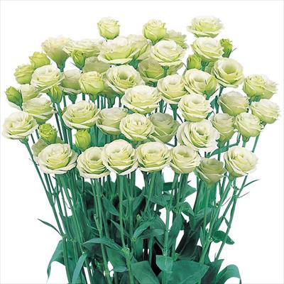 トルコギキョウ フルフル(R) グリーン