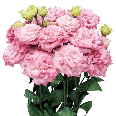 トルコギキョウ ボン・ボヤージュ(R) スイートピンク