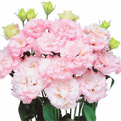 トルコギキョウ マキア(R) ライトピンク