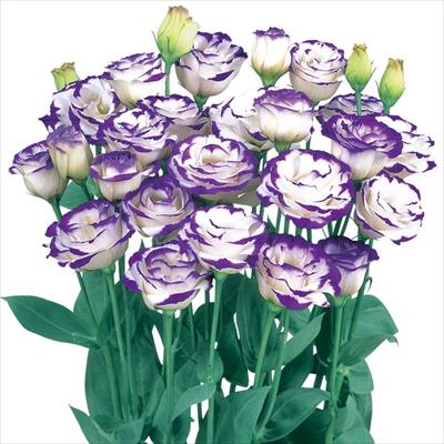 トルコギキョウ ロジーナ(R) ブルーピコティー