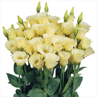 トルコギキョウ ソロ(R) PF イエロー