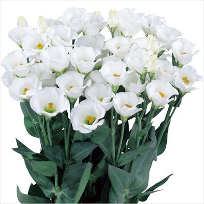 トルコギキョウ ソロ(R) PF ホワイト（ver.2）