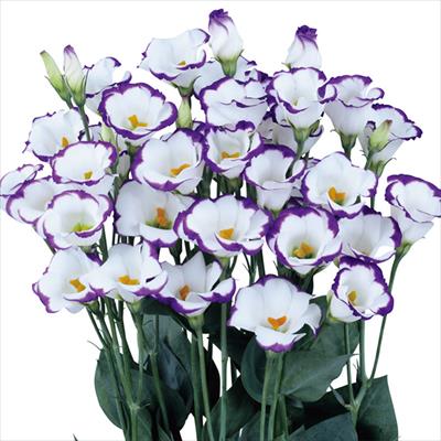 トルコギキョウ ソロ(R) PF ブルーピコティ―