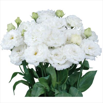 トルコギキョウ マキア(R) （2型）ホワイト