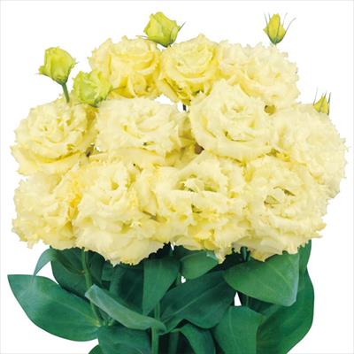 トルコギキョウ ボヤージュ（2型）ゴールド