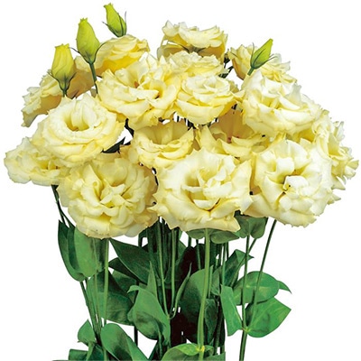 トルコギキョウ オーブ イエロー