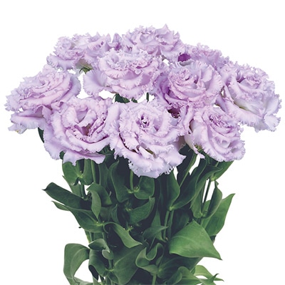 トルコギキョウ ボヤージュ（1型）ラベンダー