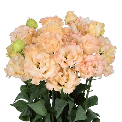 トルコギキョウ マキア(R) （2型）ライトアプリコット