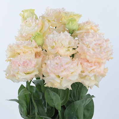 トルコギキョウ ボヤージュ（2型）ライトシャンパン