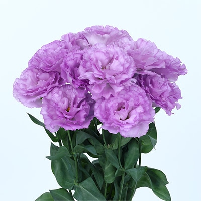 トルコギキョウ レイナ（2型）ディープラベンダー（ver.3）