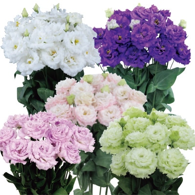 トルコギキョウ バイヤーおすすめ ボヤージュ（R） ミックス