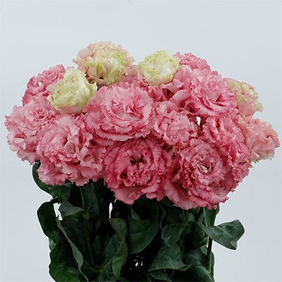 トルコギキョウ ボヤージュ (2型) チェリーピンク