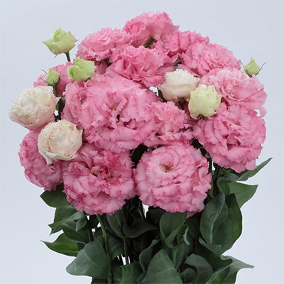 トルコギキョウ ボヤージュ (2型) ホットピンク