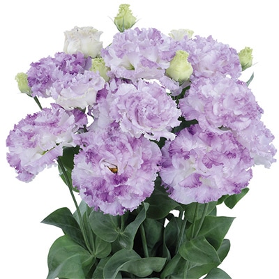 トルコギキョウ ボヤージュ(2型) ブルーシェイク