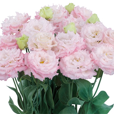 トルコギキョウ ボヤージュ(1型) ソフトピンク