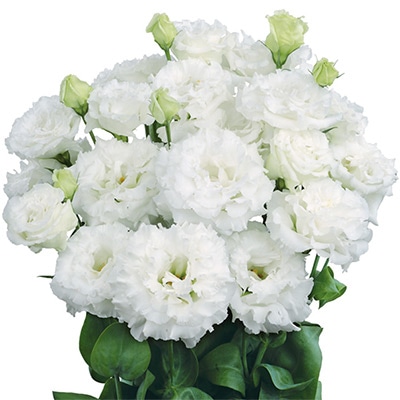 トルコギキョウ リオ ホワイト